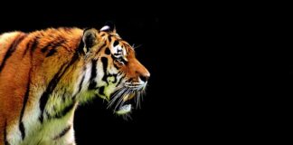 Czym się różni automat od manuala?