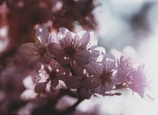 Gdzie produkują Smart?