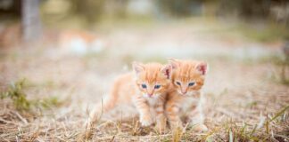 Czy można mieszać smary?