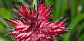 Co można smarować wazelina?