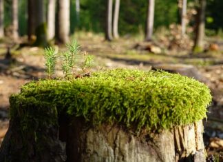 Jak zregenerować sprężynę?