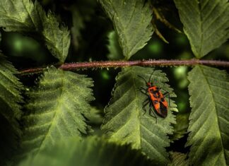 Kiedy wymiana tarcz hamulcowych w samochodzie?