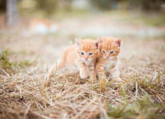 Czy smary można mieszać?