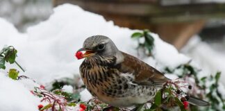 Do czego służy przepustnica w silniku diesla?