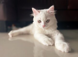 Czy można mieć przy sobie wiatrówkę?