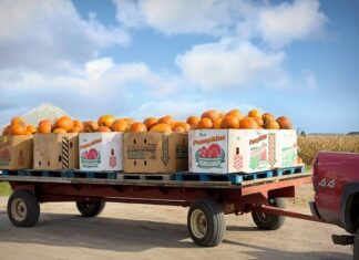 Jak dobrać skrzynie biegów do silnika?