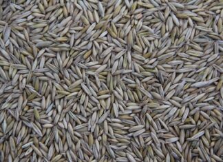 Gdzie jest produkowany Kia Sorento?