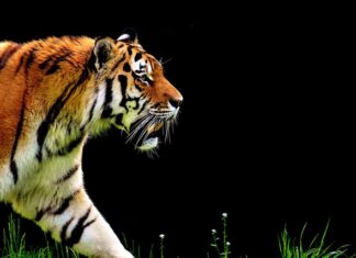 Co oznacza 1 2 3 w automacie?