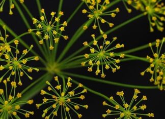 Czy na P można dodawać gazu?